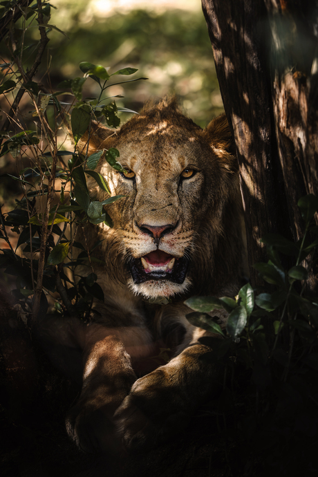 Masai Mara, Kenia - Leeuwin