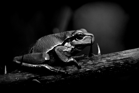 Natuur in z/w.