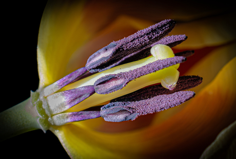 Macro Tulp 