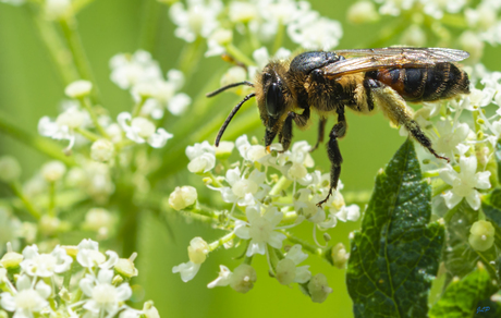 Let it Bee!