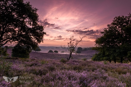Heide 