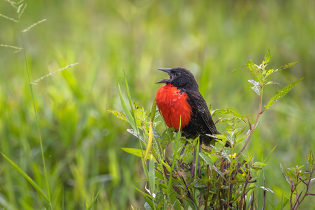 Zwartkopsoldatenspreeuw