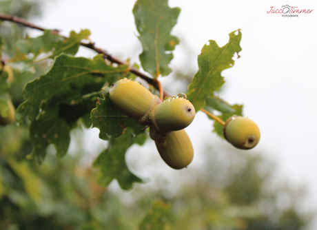 Natuur tak met eikels 