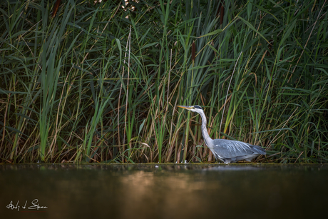 blauwe reiger