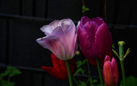 Tulp