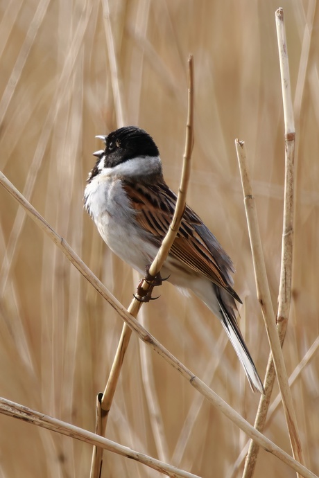 Song Of The Reed Bunting...