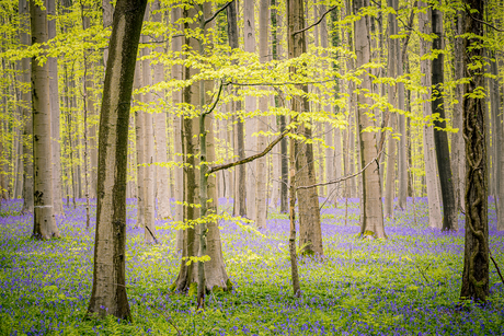 Hallerbos