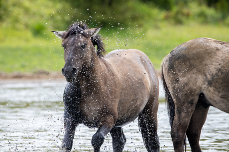 Konik paard in water