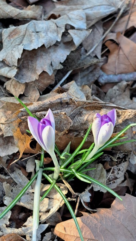 Vandaag mijn eerste crocus