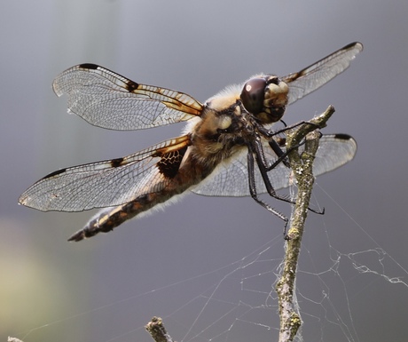 Libelle