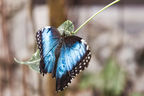 Blauwe Morpho