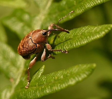 Curculio spec. een van de snuitkevers.