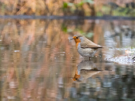 roodborstje weerspiegeling