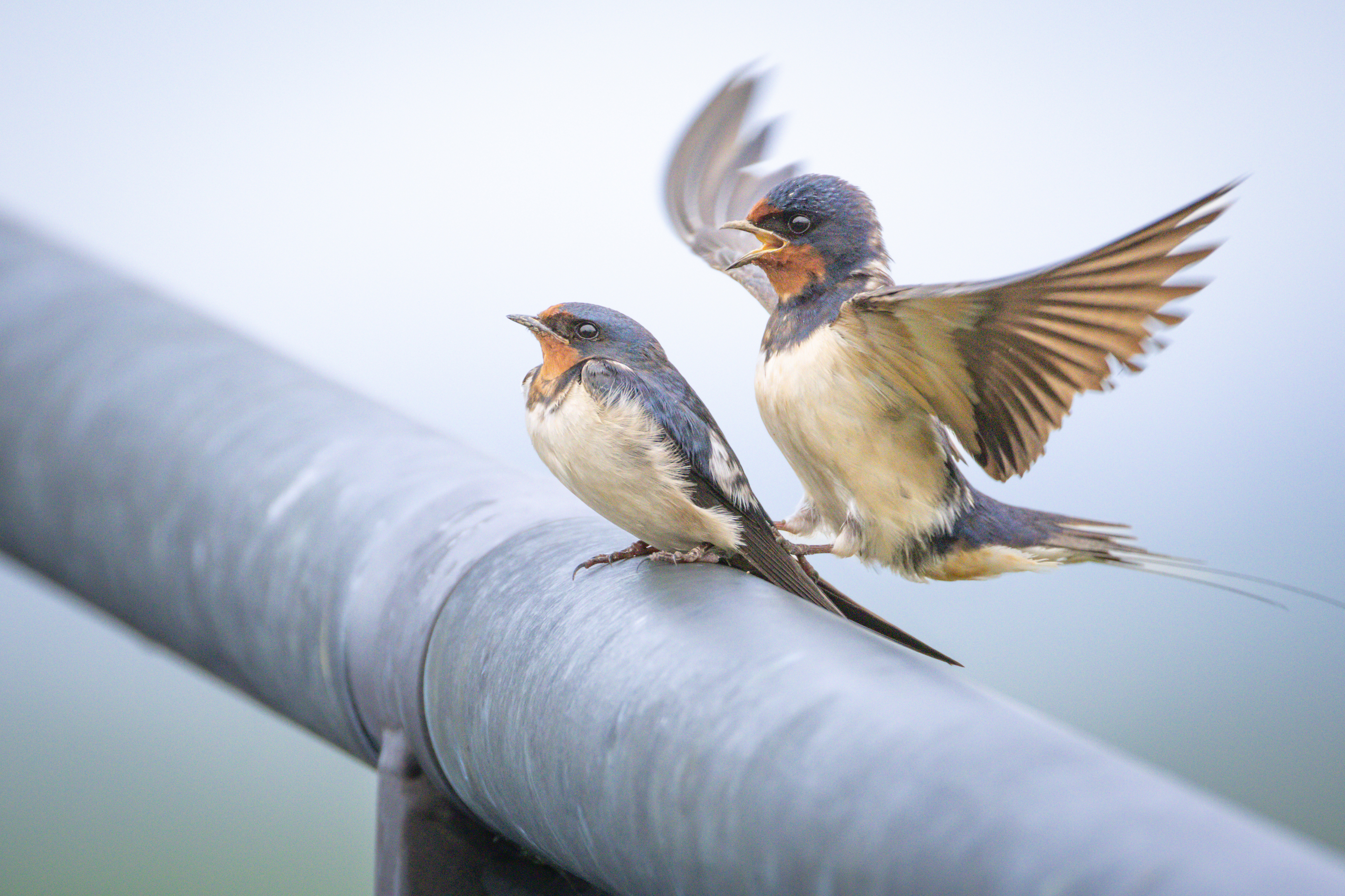 Boerenzwaluwen - Boerenzwaluwen - foto door acs72 op 29-05-2025 - locatie: Biesbosch MuseumEiland, De Hilweg, Werkendam, Nederland - deze foto bevat: canon, canon eos r7, rf200-800mm f6.3-9 is usm, iso 3200, diafragma ƒ/9, sluitertijd 1/800s, brandpuntafstand 800mm, vogel, bek, gewerveld, vleugel, veerkracht, slikken, boerenzwaluw, zangvogels, staart, zangvogel