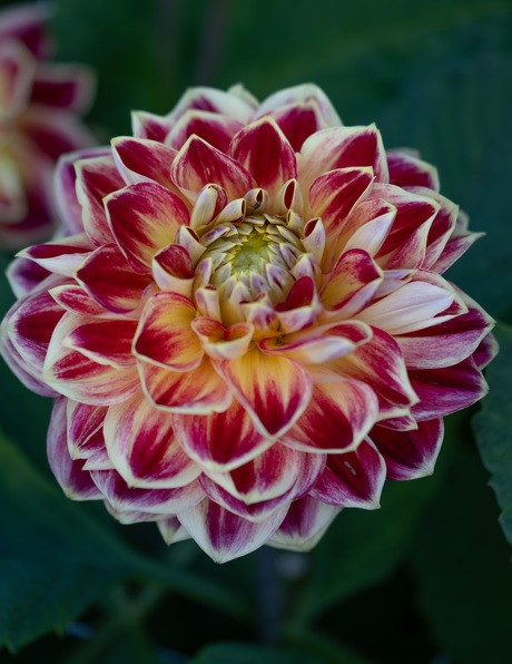 Dahlia