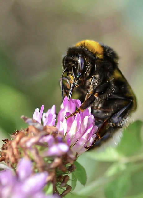 Ga deze zomer kiekjes  missen