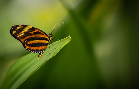 De Oranje Vlinder