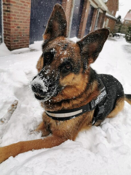 Jimi in de sneeuw 