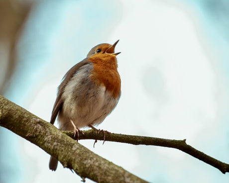 Uit volle roodborst