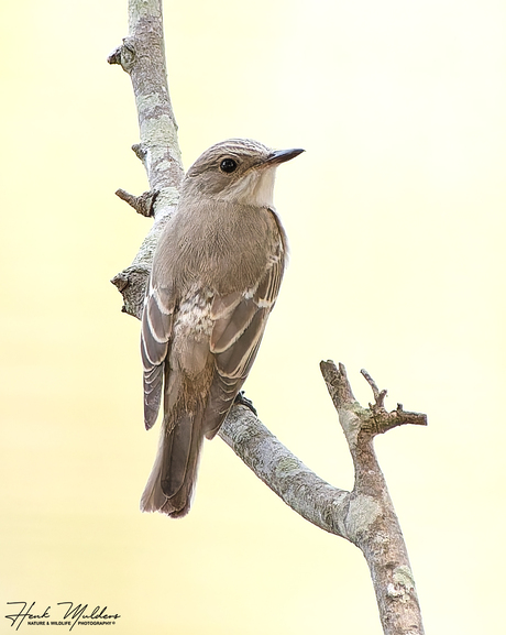 Mediterrane vliegenvanger ssp balearica (Muscicapa tyrrhenica balearica)