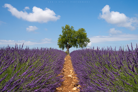 Lavender Tree