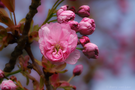 Prunus