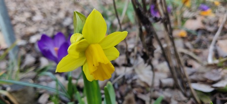 narcis 1 bloem