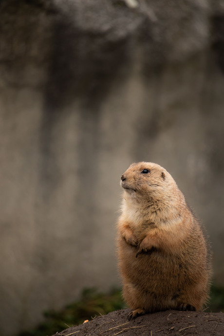 Prairiehondje