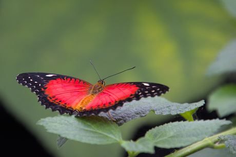 Rode kantvlinder 