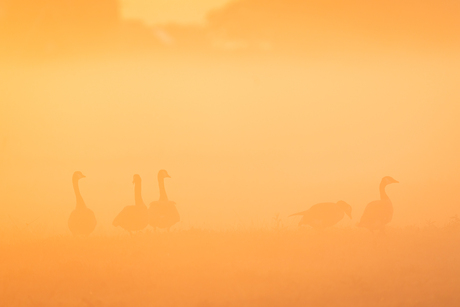 Mistige zonsopkomst in de polder