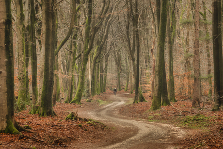 Magic Forest biking