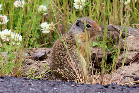 Marmot