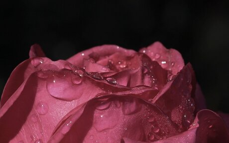 Rosée sur une rose