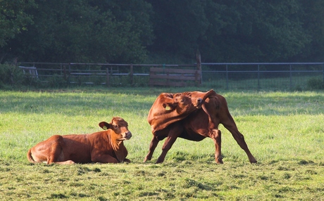 Vaches brunes au petit matin en plein soleil.