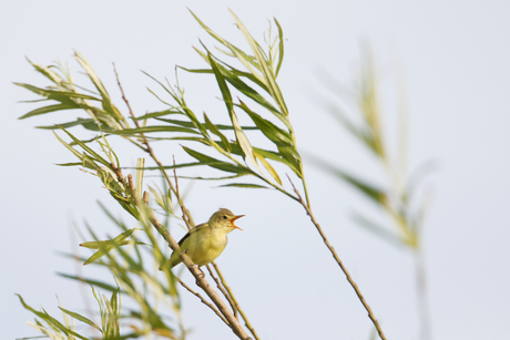 Spotvogel