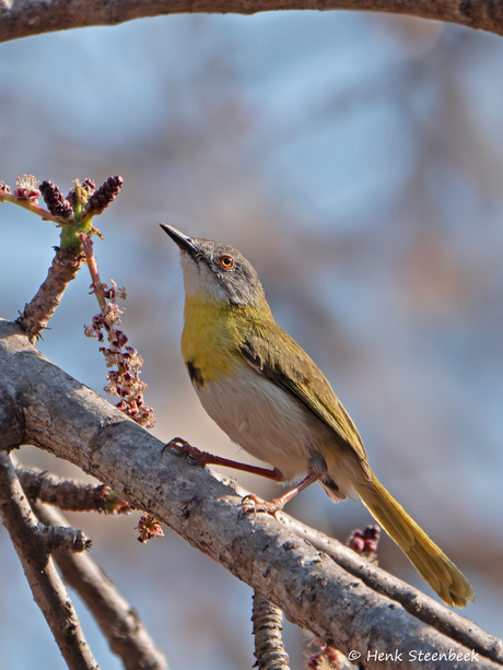 Geelborst Apalis (man)