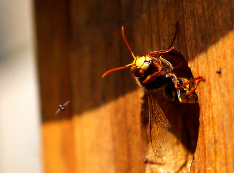 Hoornaar ziet een mug voorbijkomen.