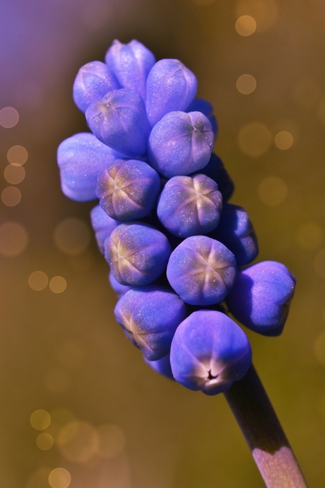 Blauwe druifjes
