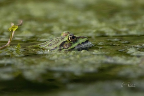 Groene kikker 