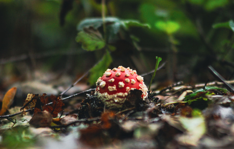 Rood met witte stippen 