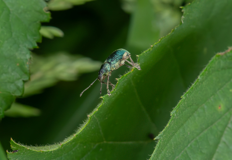 Groene bladsnuitkever