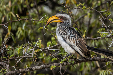 Hornbill