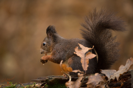 Eekhoorn in herfst sfeer.