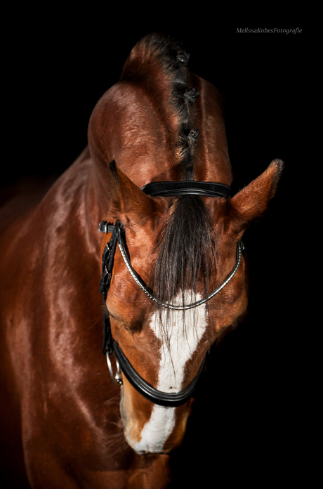 Studio Fotografie 