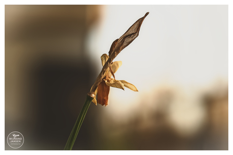 The Flower has perished