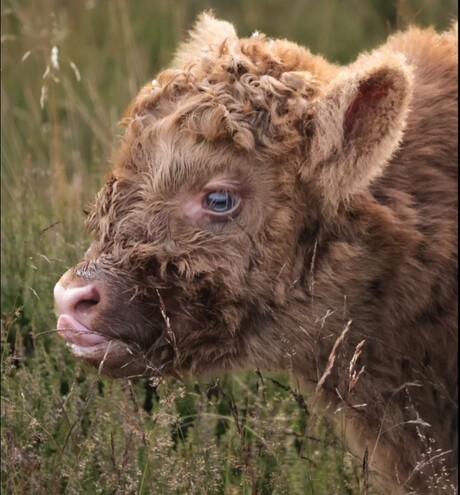 Kalf schotse hooglander 