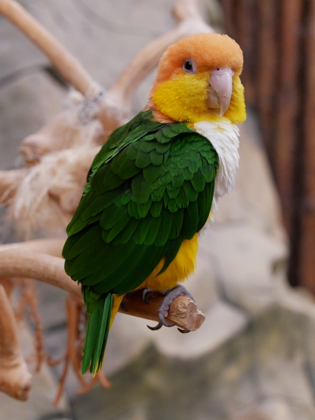 Witbuikcaique