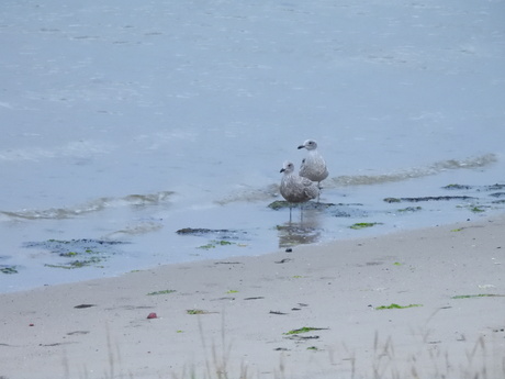 Jonge vogels