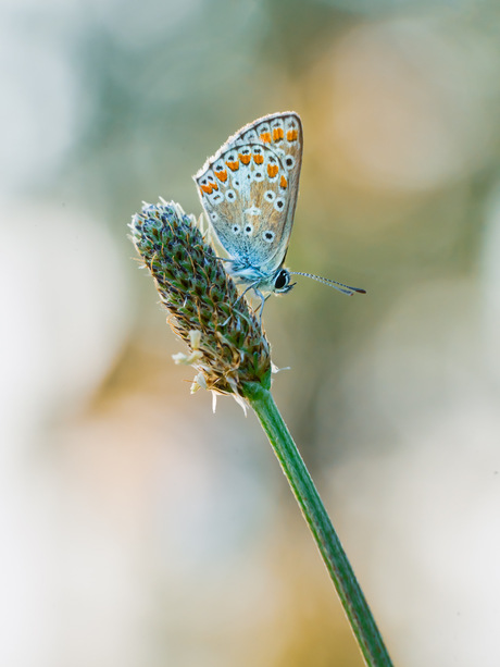 Blauwtje met bokeh..
