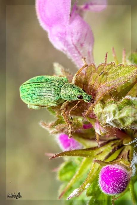 Groene snuitkever 